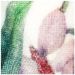 Meral_tropical-mint
